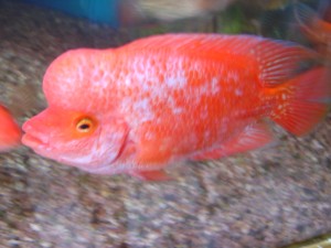Obrázok