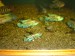 DSC00798.JPG